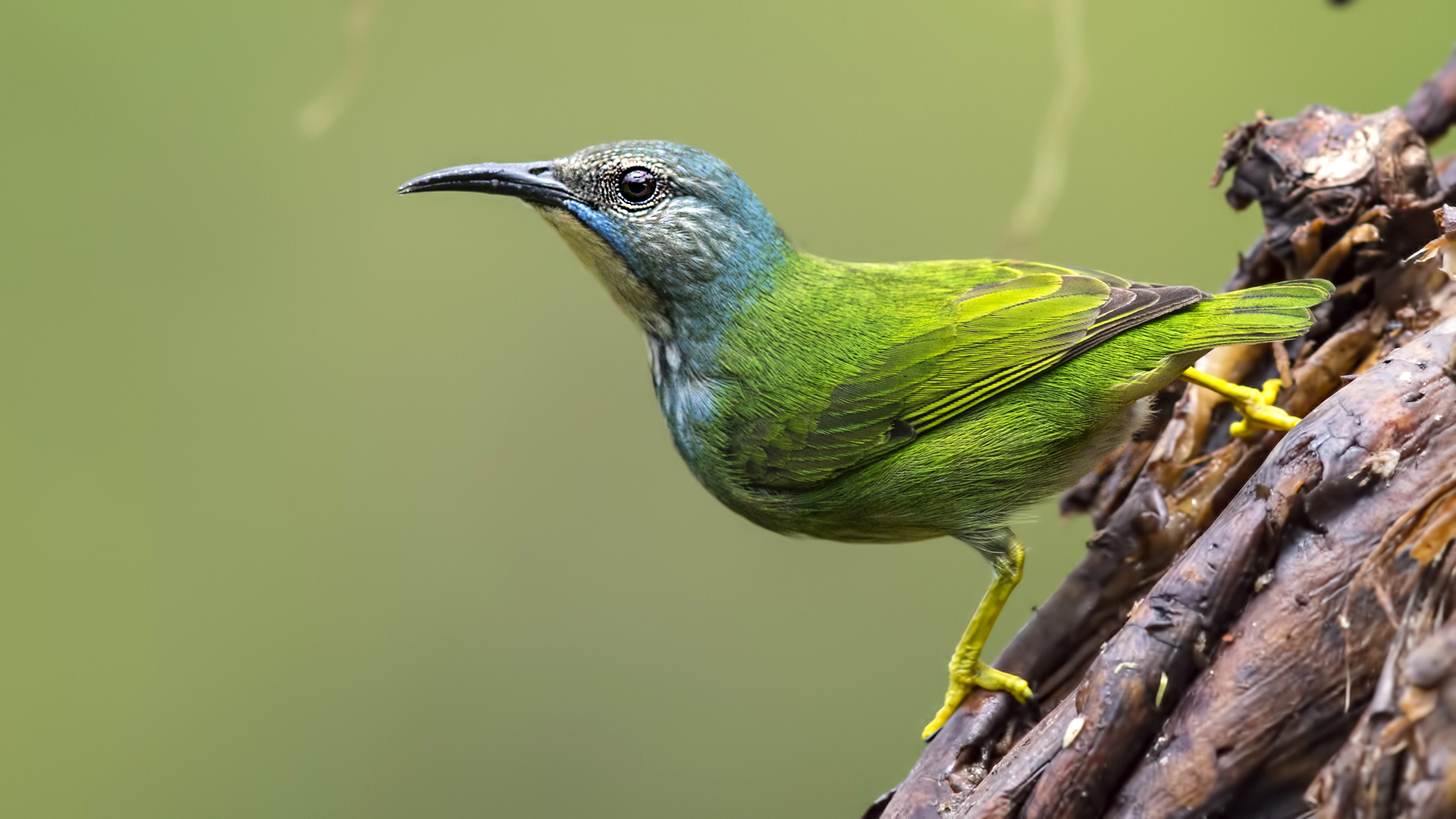Shining Honeycreeper
